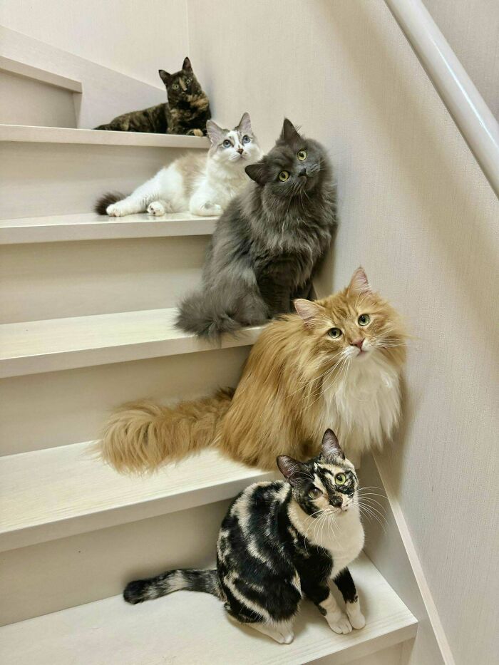 Council Of (Not My) Cats Convenes