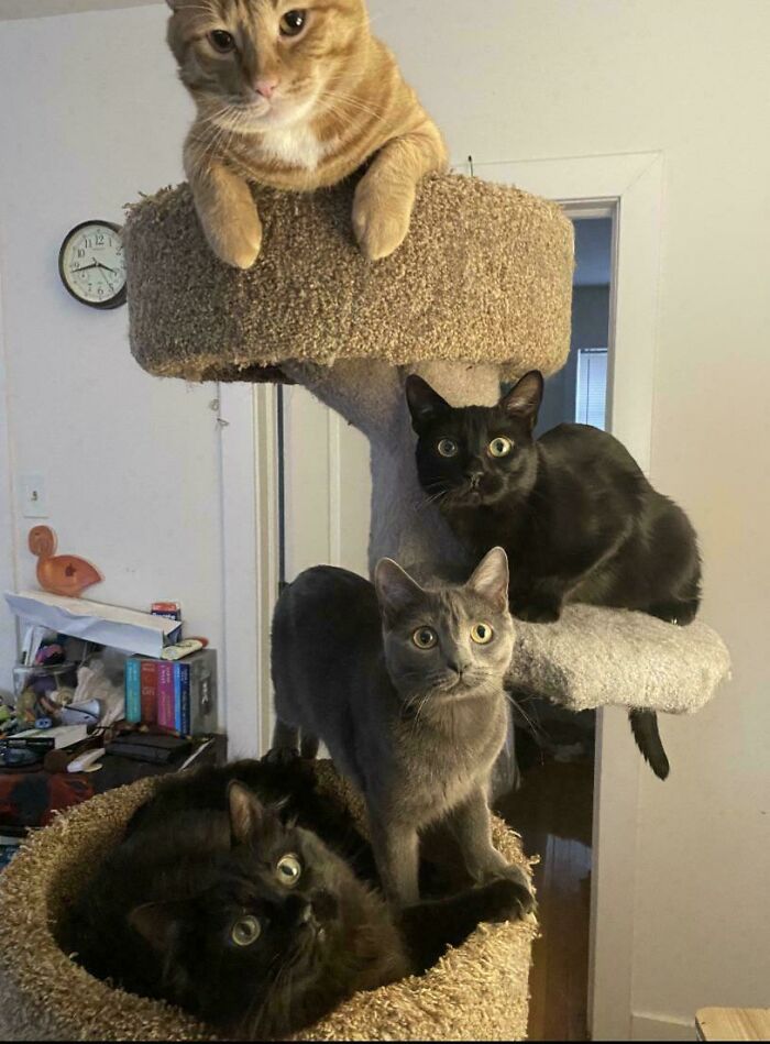 I Heard The Council Was Having A Meeting And I Think I May Have Interrupted