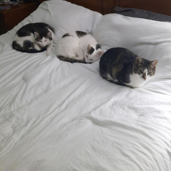 The Council Is Tuckered