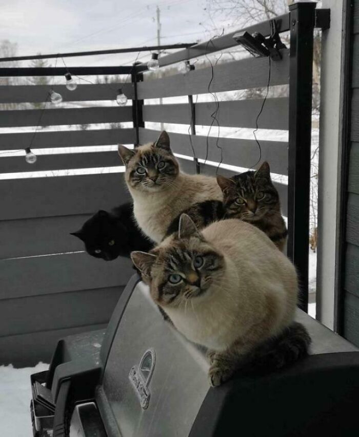 The Council Has Decided It Was Time For A BBQ