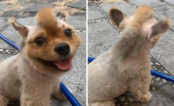 Puppy With Mohawk Haircut
