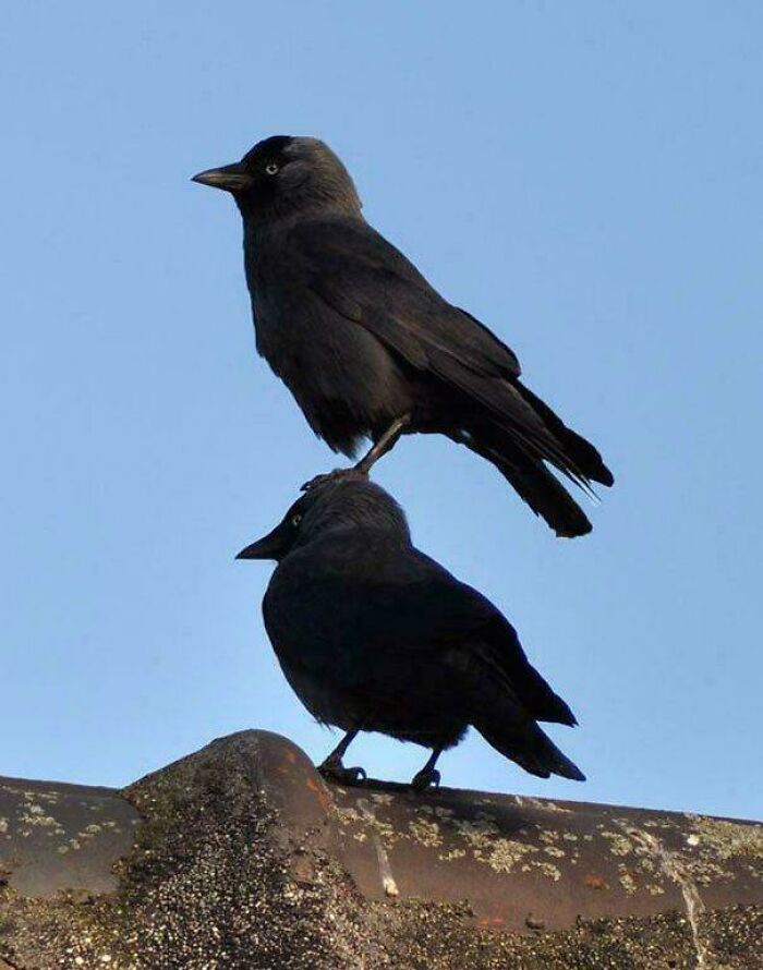 Bird balances on another bird's head on a rooftop, demonstrating funny bird behavior.