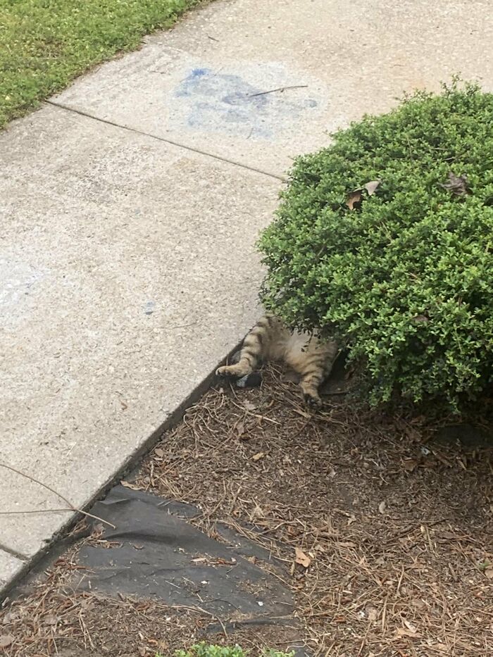 Cute-There-Is-No-Cat-Images