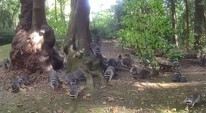 Wild Raccoons Who Were Being Fed By Woman For 35 Years Turn Aggressive, Get 911 Called On Them