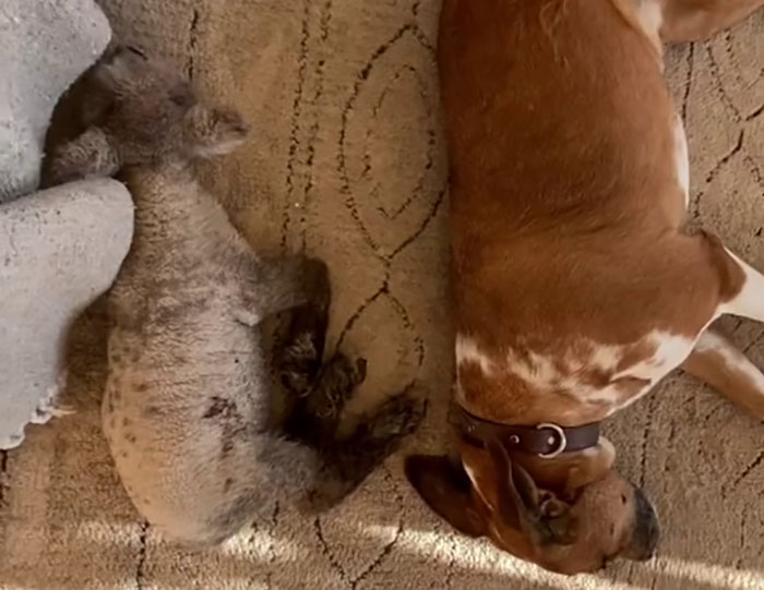 People Online Can't Get Enough Of This Lamb Who Was Rejected By Her Mom And Was Raised By Dog