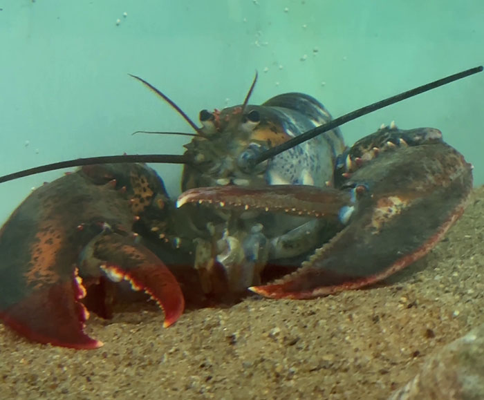 "Woke" And "Nonbinary" Half Male, Half Female Lobster Goes Viral Online