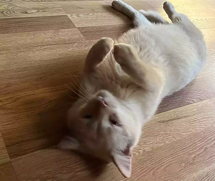 Cat Floats Away During Flood, Family Finds Him Chilling At Home When They Return A Week Later