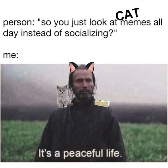 Cats-Being-Funny-Jerks-Memes-Pics