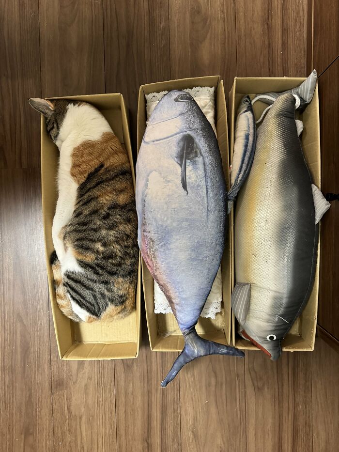 Cute-There-Is-No-Cat-Images