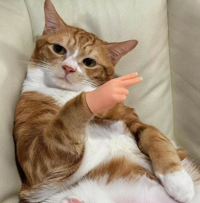 Cats-Being-Funny-Jerks-Memes-Pics