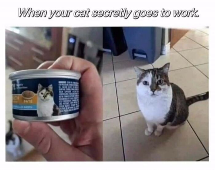 Cats-Being-Funny-Jerks-Memes-Pics