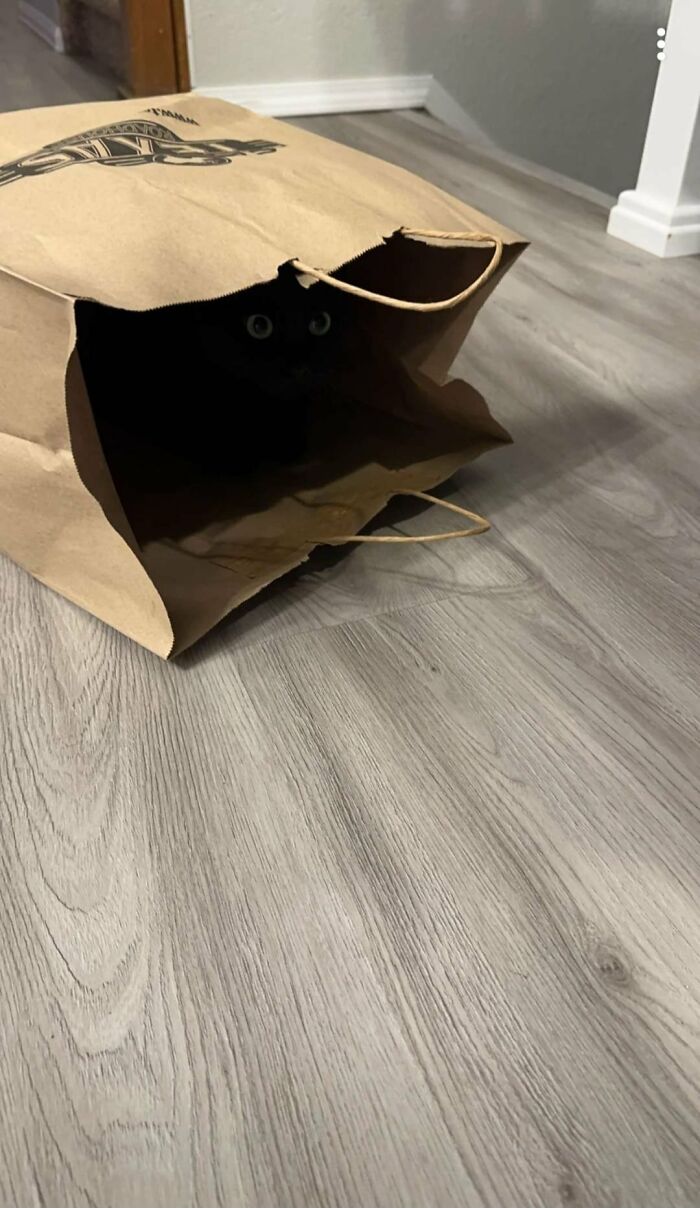 Cute-There-Is-No-Cat-Images