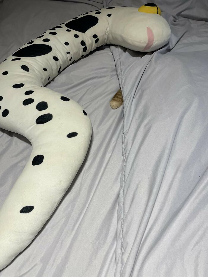 Cute-There-Is-No-Cat-Images