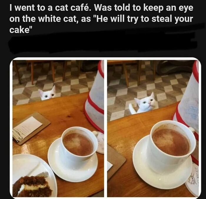 Cats-Being-Funny-Jerks-Memes-Pics