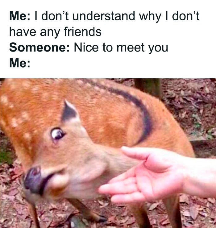 Deer looking awkwardly at a hand reaching to pet it, illustrating funny and relatable memes about life as an introvert.