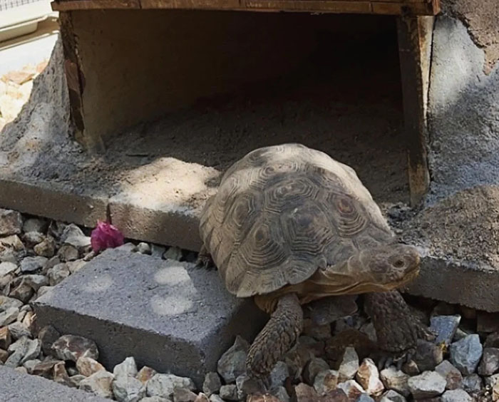 People Online Are Obsessed With This Cute Tortoise And His Owner, Who Got A Matching Manicure
