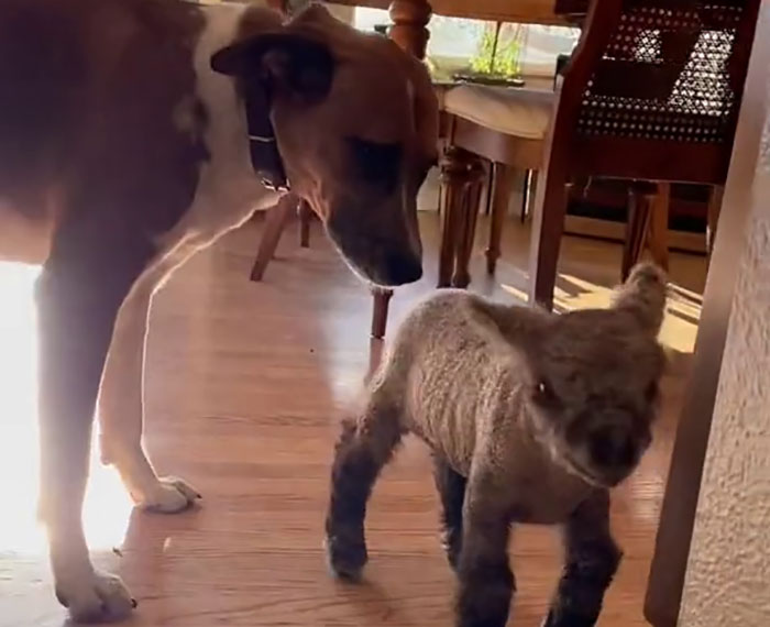 People Online Can't Get Enough Of This Lamb Who Was Rejected By Her Mom And Was Raised By Dog