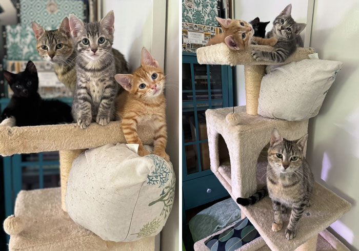 I Love This Little Kitty Family. Honey’s Kittens Are 10 Weeks Old Now. I Think I’m Going To Keep Them All