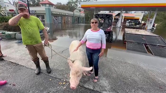 Pig Who Was Left Tied To Petrol Station Before Hurricane Gets Rescued, And People Online Love It Pig Who Was Left Tied To Petrol Station Before Hurricane Gets Rescued, And People Online Love It