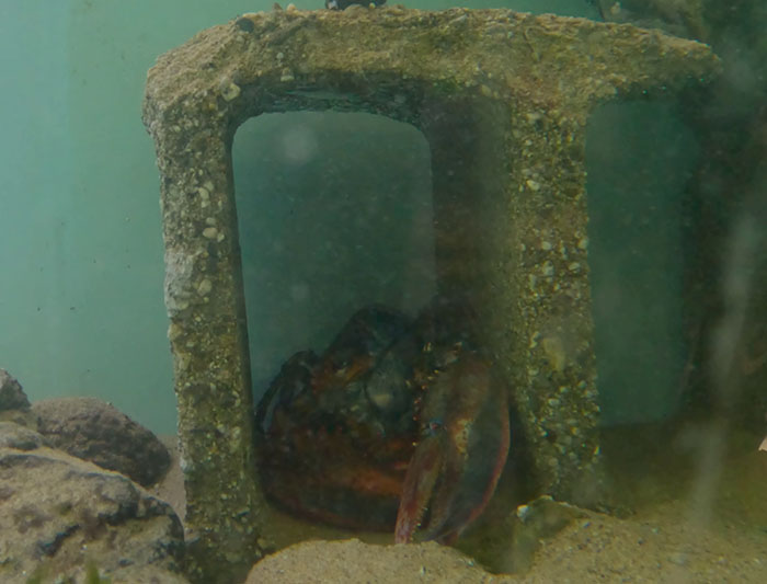 "Woke" And "Nonbinary" Half Male, Half Female Lobster Goes Viral Online