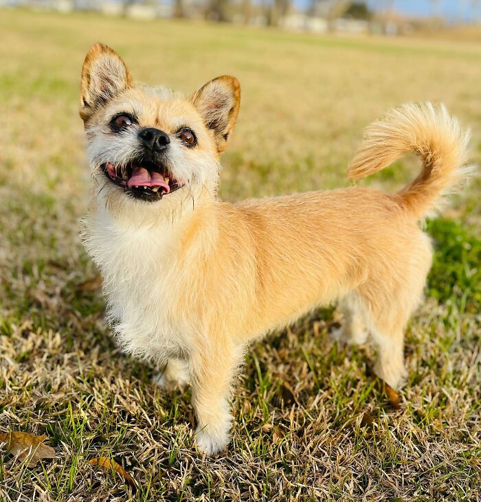 Stray Dog Runs 80 Miles With Athlete In Chinese Desert, Finds A New Home Stray Dog Runs 80 Miles With Athlete In Chinese Desert, Finds A New Home