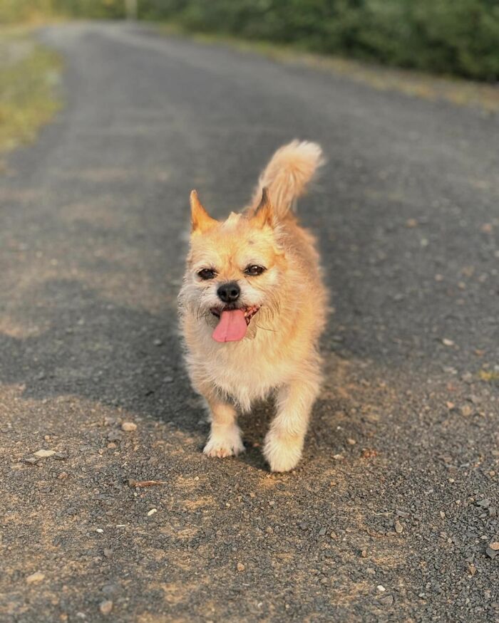 Stray Dog Runs 80 Miles With Athlete In Chinese Desert, Finds A New Home Stray Dog Runs 80 Miles With Athlete In Chinese Desert, Finds A New Home