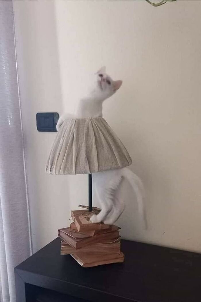 Cats-Being-Funny-Jerks-Memes-Pics