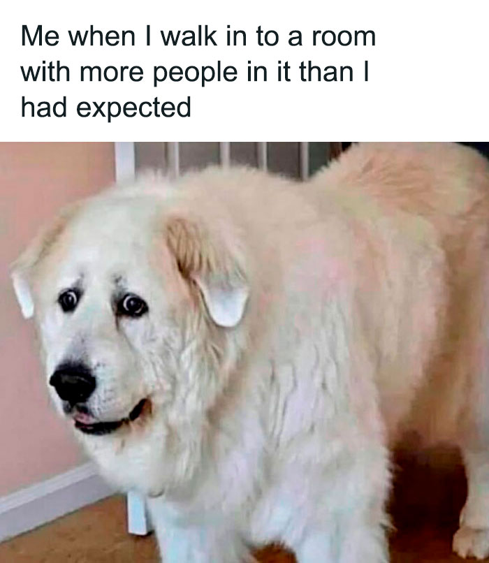 A large white dog looking awkward and nervous, illustrating relatable feelings of an introvert in social situations.