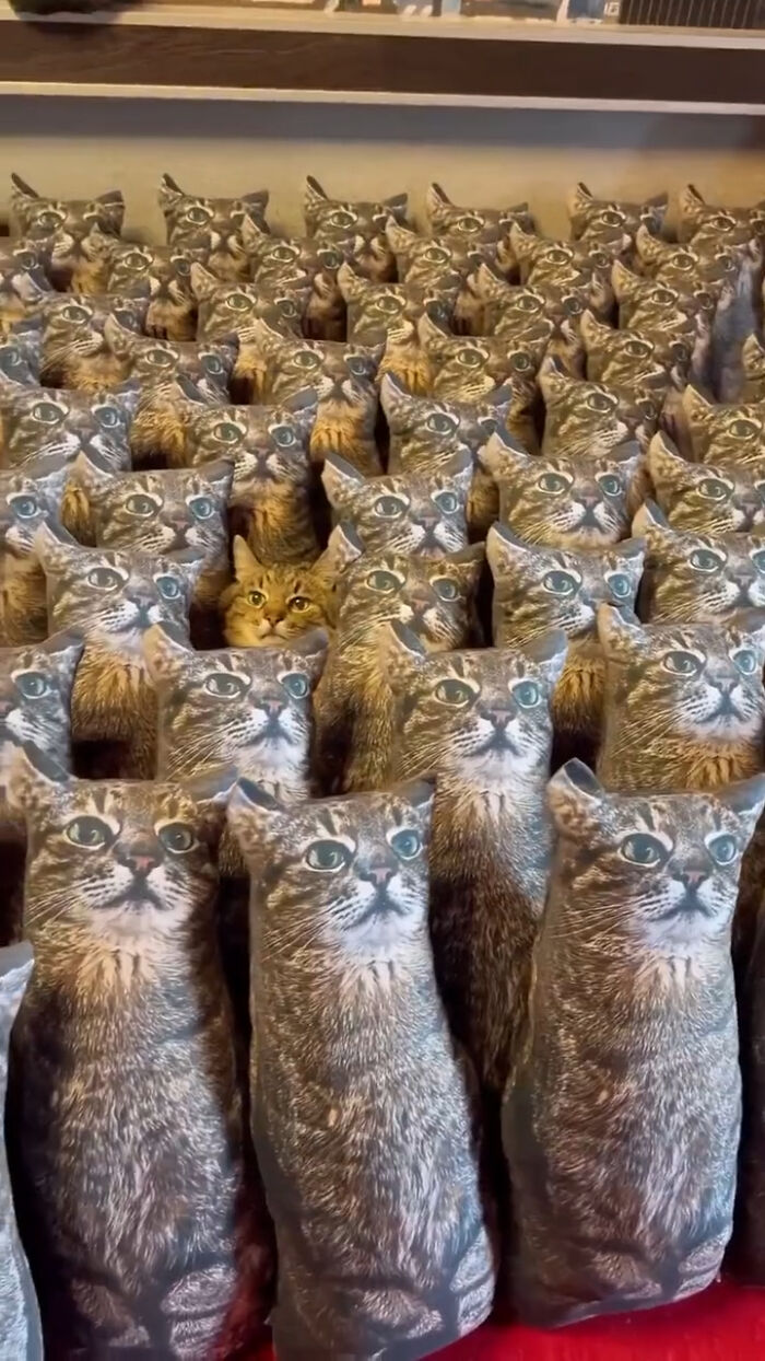 Cute-There-Is-No-Cat-Images