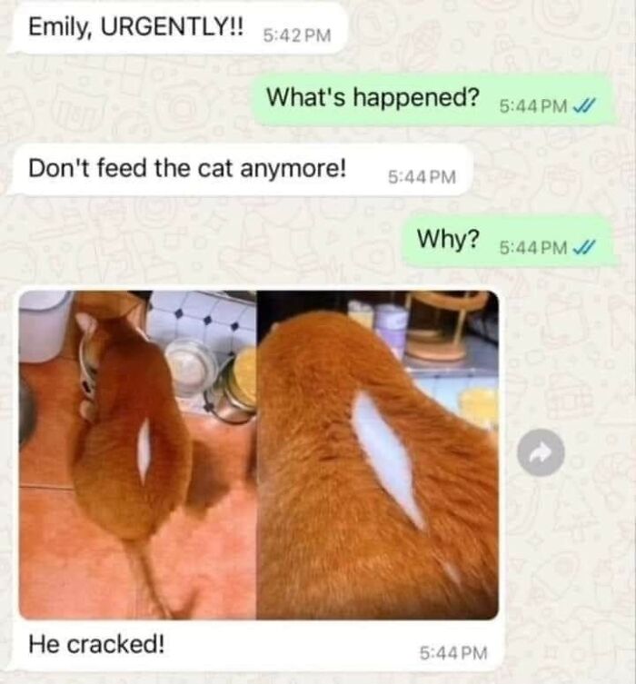 Cats-Being-Funny-Jerks-Memes-Pics