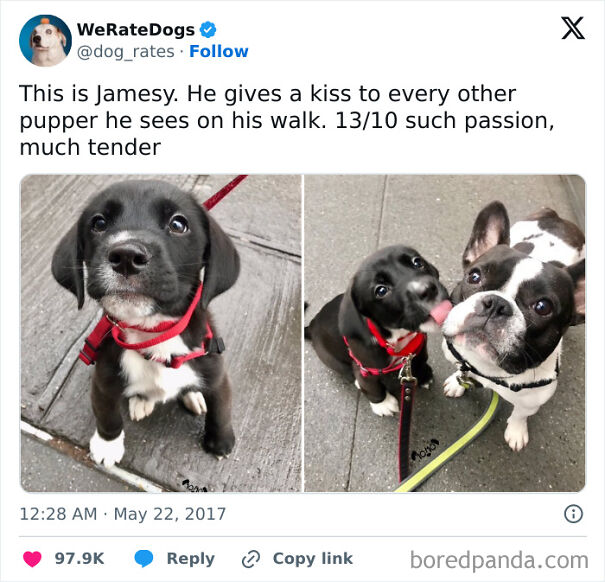 Puppy gives another dog a kiss during a walk, showcasing relatable dog owner humor.