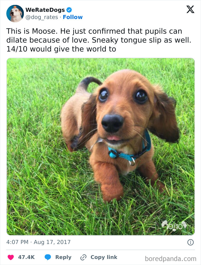 Cute Little Wiener Dog