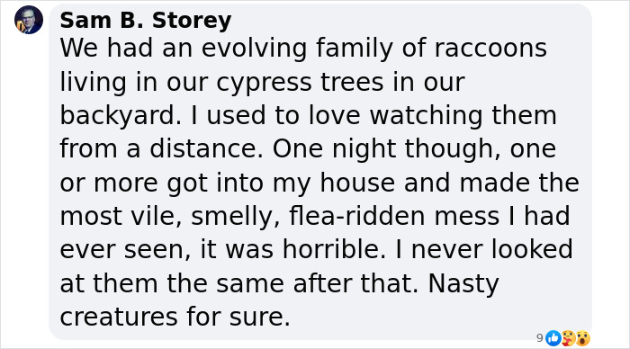 Wild Raccoons Who Were Being Fed By Woman For 35 Years Turn Aggressive, Get 911 Called On Them