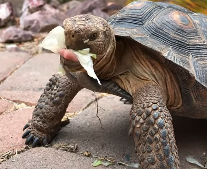 People Online Are Obsessed With This Cute Tortoise And His Owner, Who Got A Matching Manicure