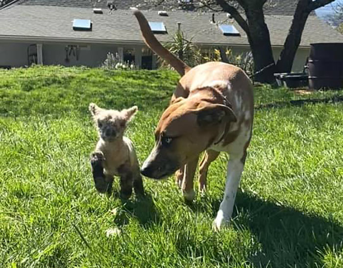 People Online Can't Get Enough Of This Lamb Who Was Rejected By Her Mom And Was Raised By Dog