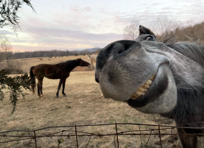 A smiling horse poses playfully in the foreground while two other horses graze in the field, capturing adorable animal moments.