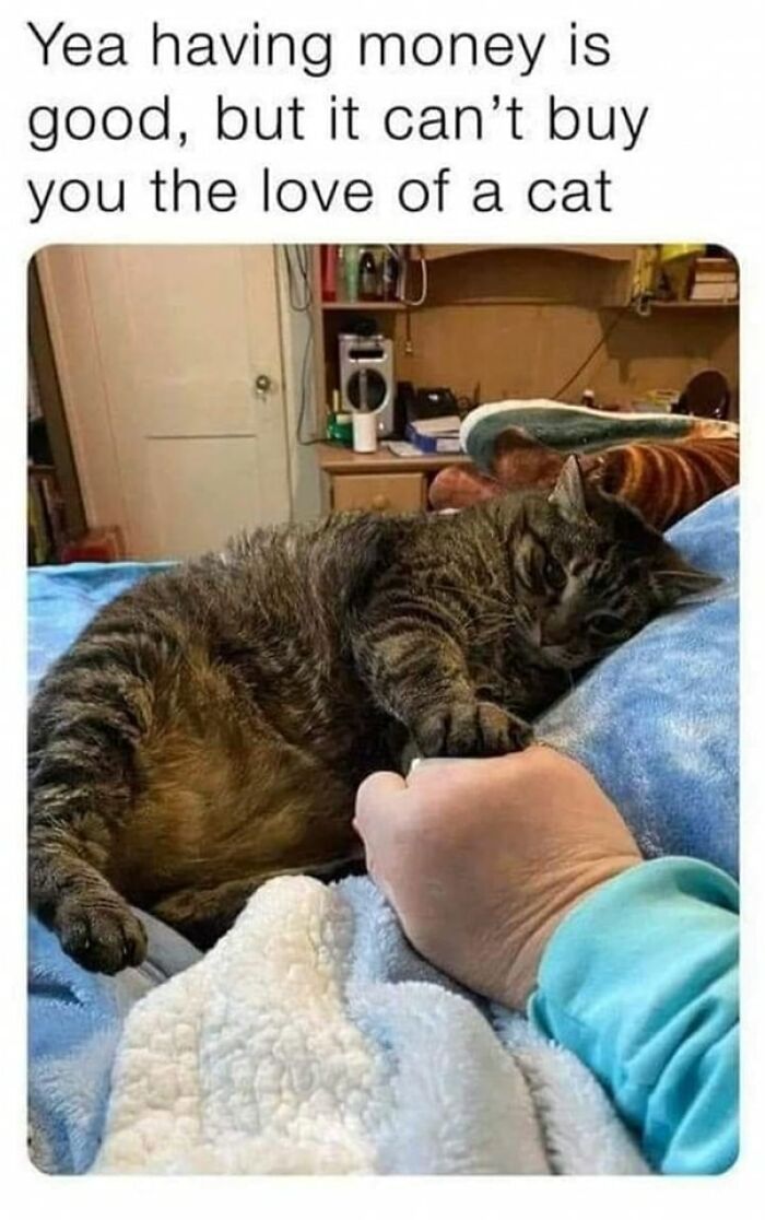 Cats-Being-Funny-Jerks-Memes-Pics