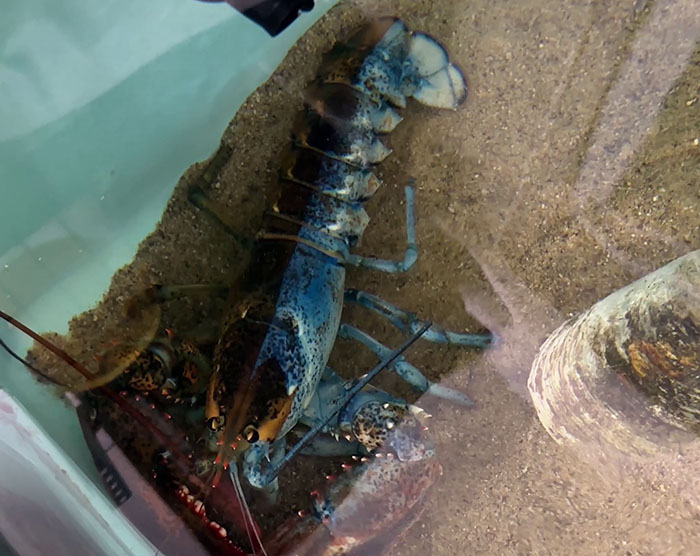 "Woke" And "Nonbinary" Half Male, Half Female Lobster Goes Viral Online