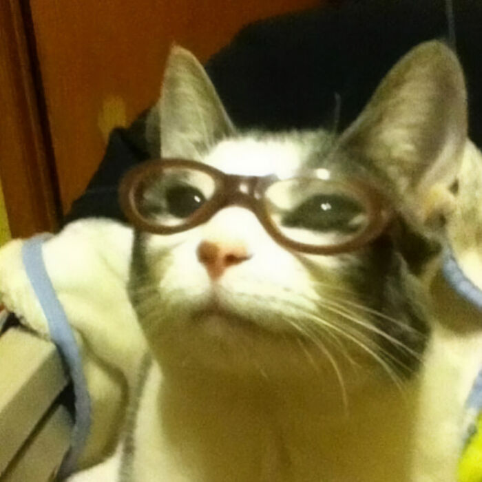 35 Hilariously Random Cat Pics To Make Your Day At Least 68.9% Better