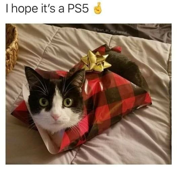 Cats-Being-Funny-Jerks-Memes-Pics