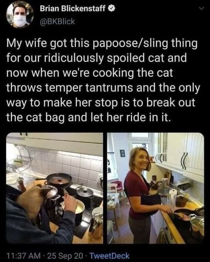 Cats-Being-Funny-Jerks-Memes-Pics