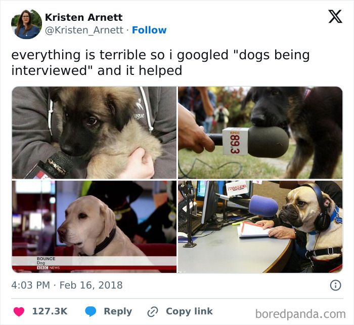 Adorable dogs being interviewed in various funny settings, enhancing your day with cuteness.