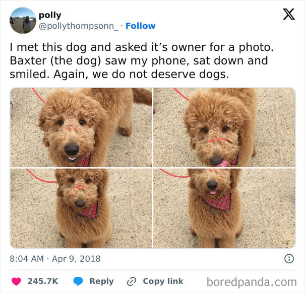 Adorable dog posing with a smile, capturing a funny and relatable moment for dog owners.
