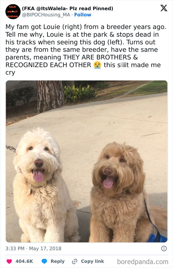 Two fluffy dogs sit side by side, looking cheerful and relatable for dog owners.
