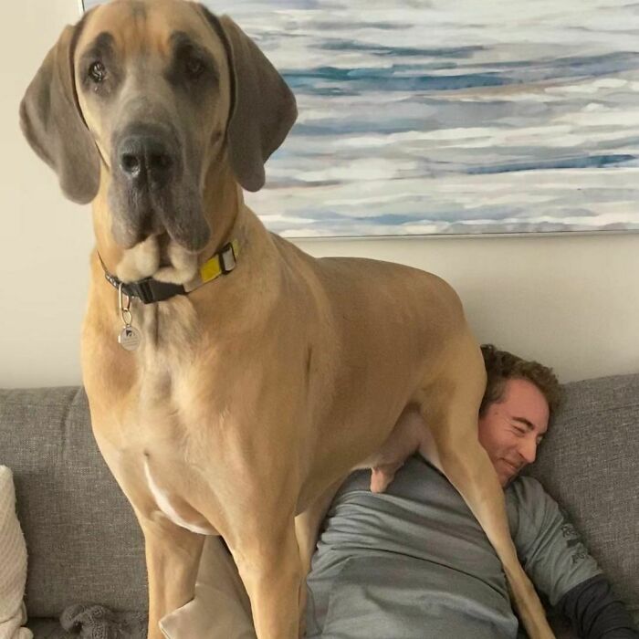 Great Dane standing on a couch next to a man, showcasing the dog's large size and obliviousness.