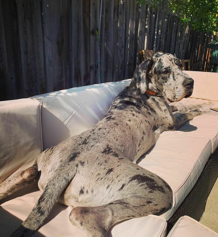 Great Dane lying on outdoor couch, showing their large size and relaxed attitude in a sunny backyard setting.