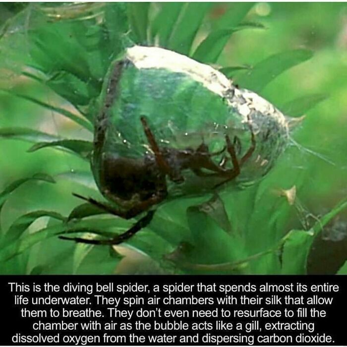 Diving bell spider underwater inside silk air chamber, a creepy spider that breathes underwater using bubble gill.