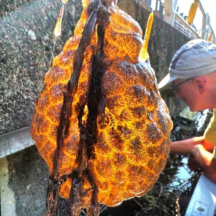 "Spreading Rapidly": Bizarre Orange &ldquo;Alien Egg Pods&rdquo; Pulled Out Of River