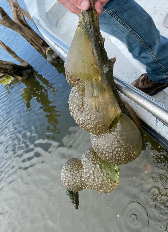 "Spreading Rapidly": Bizarre Orange &ldquo;Alien Egg Pods&rdquo; Pulled Out Of River