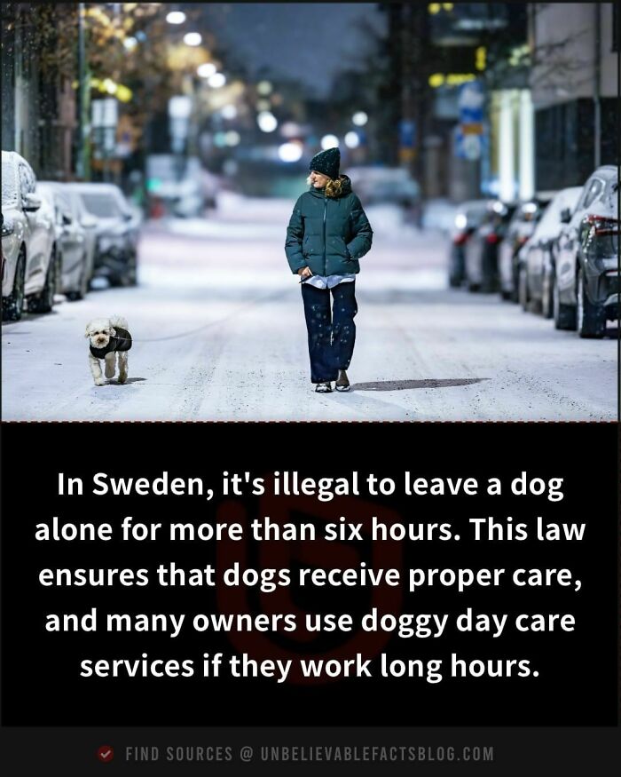 Person walking a dog on a snowy street at night, highlighting unbelievable facts about dog care in Sweden.